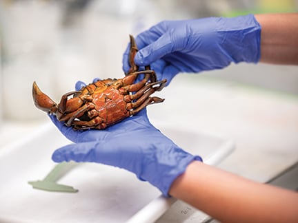 Crab