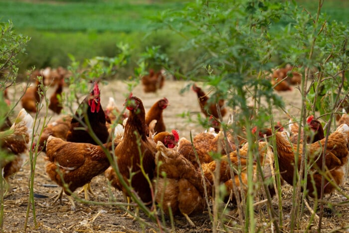Chickens at Hooksett, NH's LaValley Farm