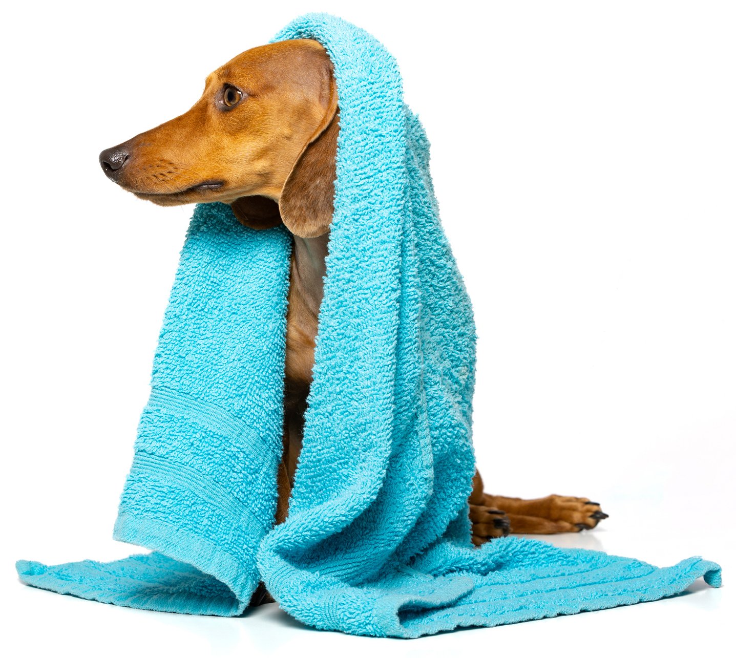 Self-service Dog Wash