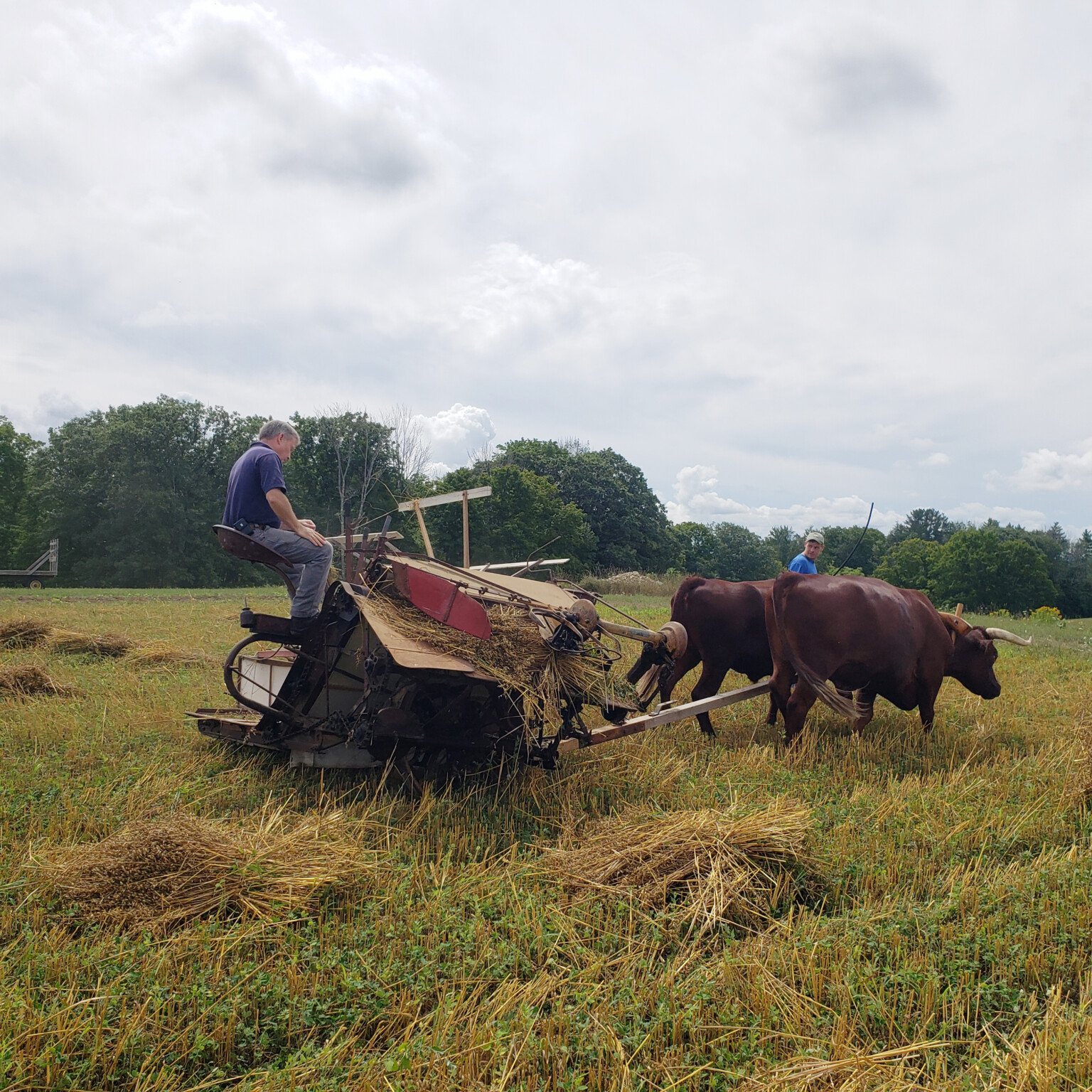 ‘Rough’ & ‘Tough’ Harvest- Reaping Sheaves of Grain the Old-Fashioned ...