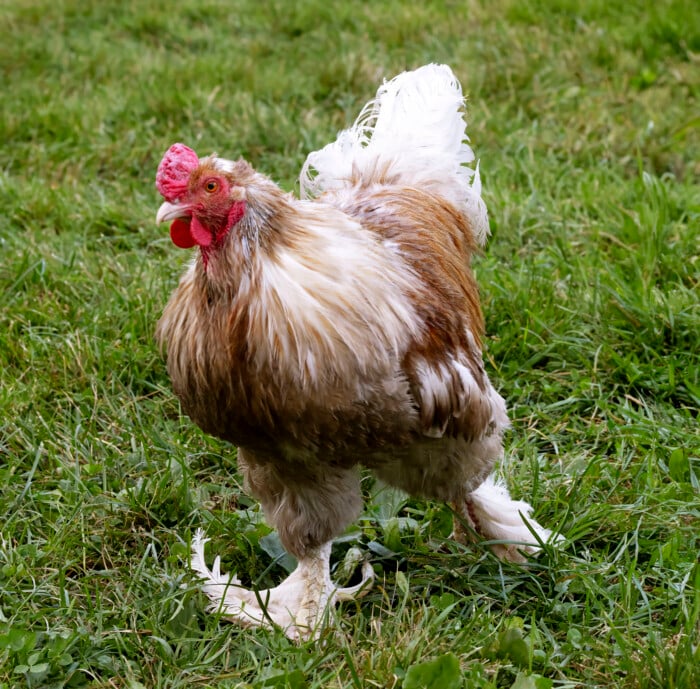 Rooster Rescue Hammy 2