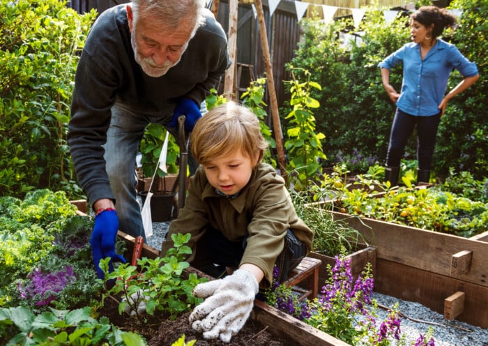 Family Planting Vegetable From Backyard Garden