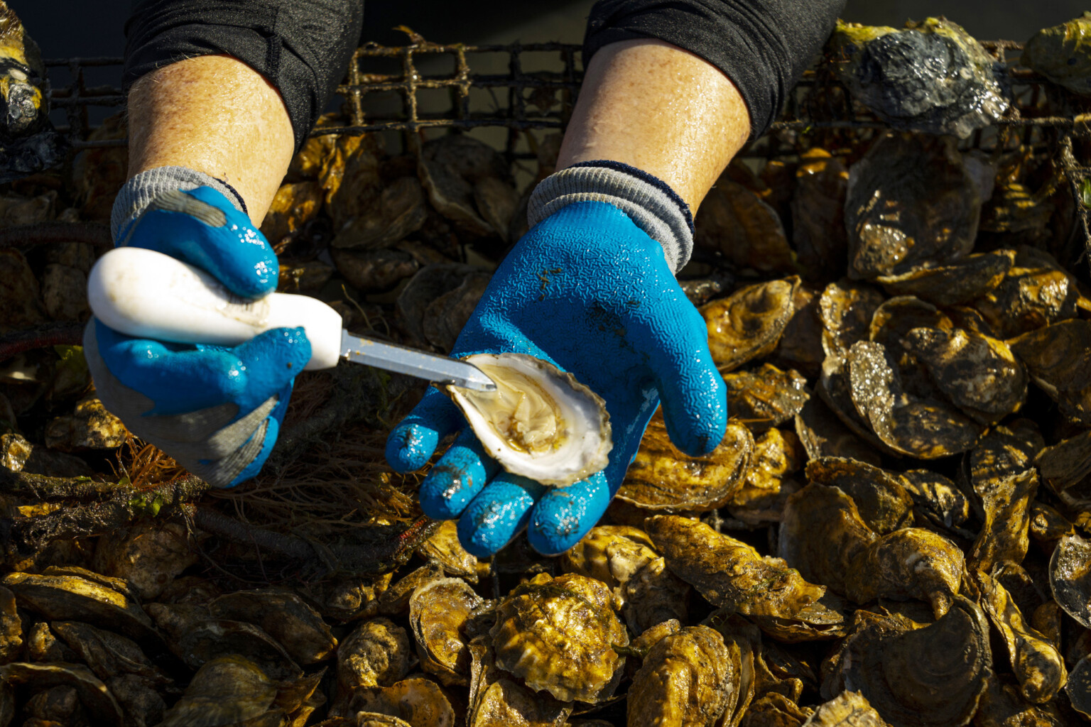 Farmain Shell Harvest to Half-shell: Oyster Farming in NH - New Hampshire Magazine