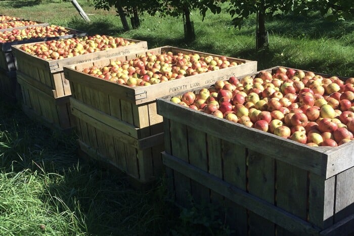 Poverty Lane Orchards And Farnum Hills Ciderhr