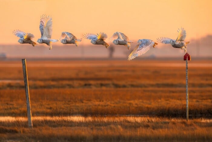 Shirley Reed Snowy Flight Sequence Print Retouched 1536x1032