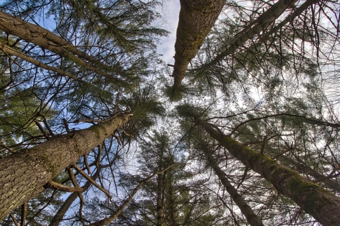 View Of Tall Pine Trees Looking Up From Below On A Winter Day At