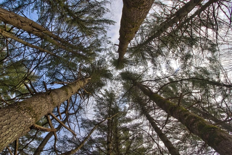 View Of Tall Pine Trees Looking Up From Below On A Winter Day At