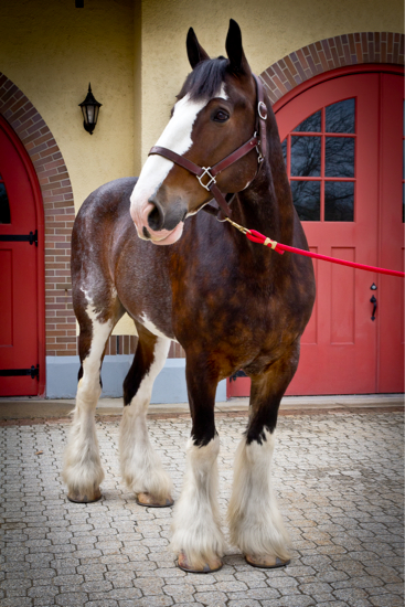 Meet Merrimack NH's Budweister Clydesdales
