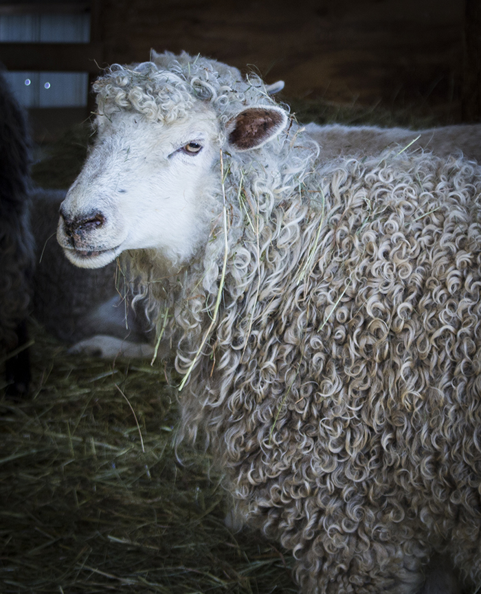 Sheep Farm Riverslea Farm in Epping New Hampshire