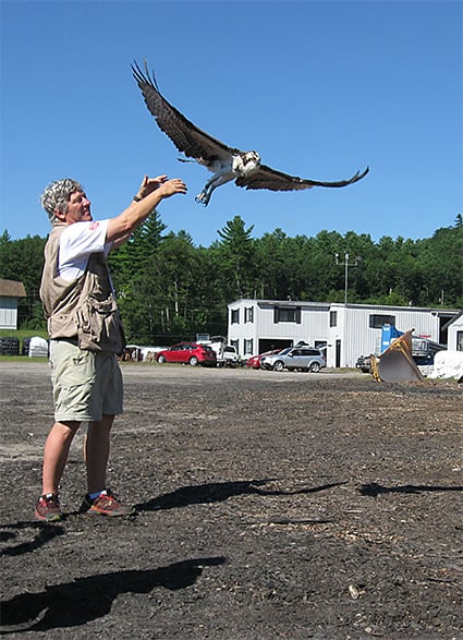 do osprey migrate