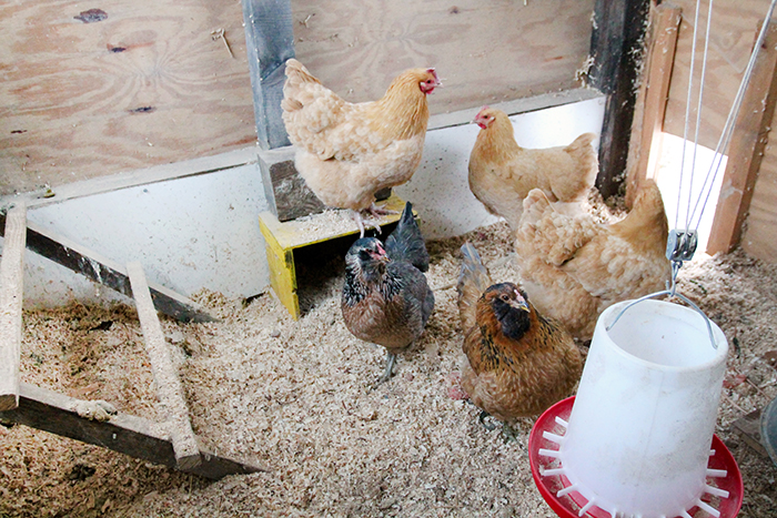 How To Build A Backyard Coop And Keep Chickens