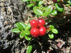 Find Your Own Food - Foraging in New Hampshire - New Hampshire Magazine