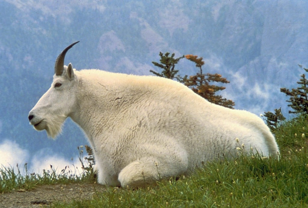 Survey shows jump in mountain goats in Olympic Mountains