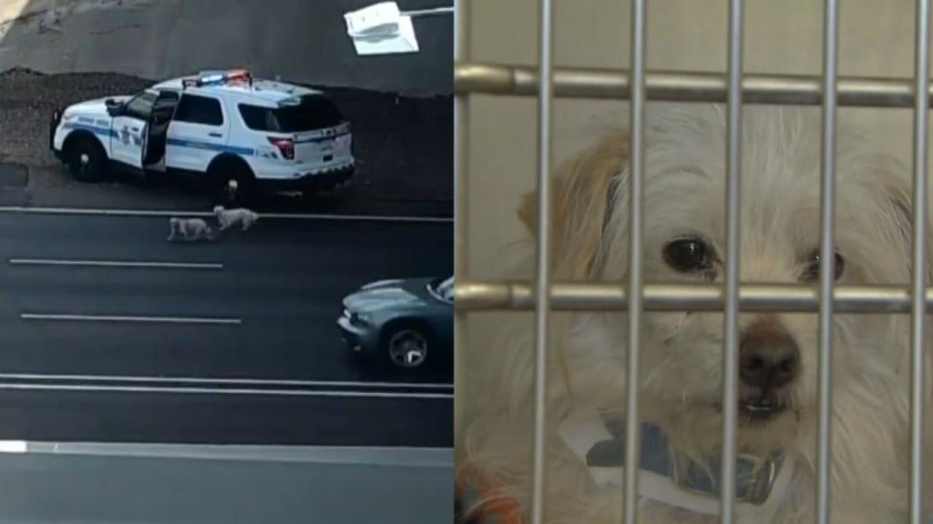 Pair of pups lead police on a high-speed chase