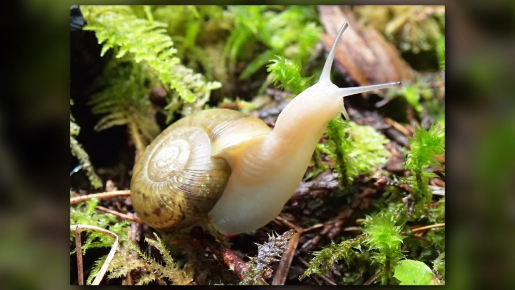 Beer a boon when it comes to snail and slug conservation in North Idaho