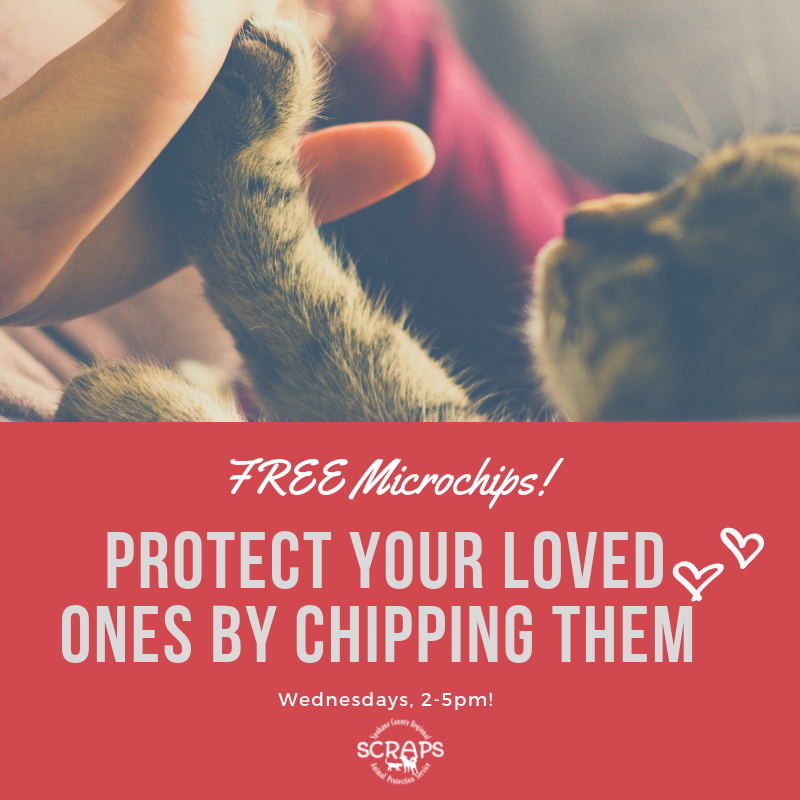 Microchip your pets for free Wednesday