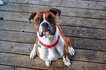 Need a boxer in your life?