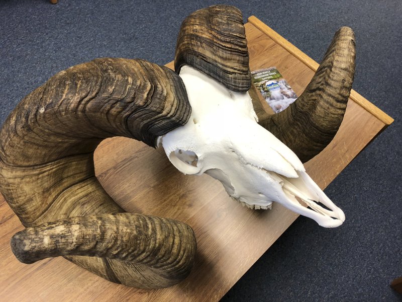 Record bighorn ram lived in Montana state park