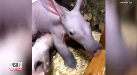 Meet 2018’s cutest animal sensation: Winsol the Aardvark