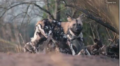 Rare African painted dog pups make first appearance trying to keep up with mom