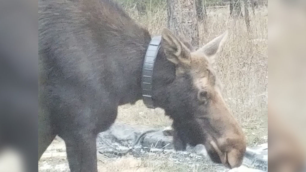 N. Idaho neighbors concerned about moose with lid stuck around neck