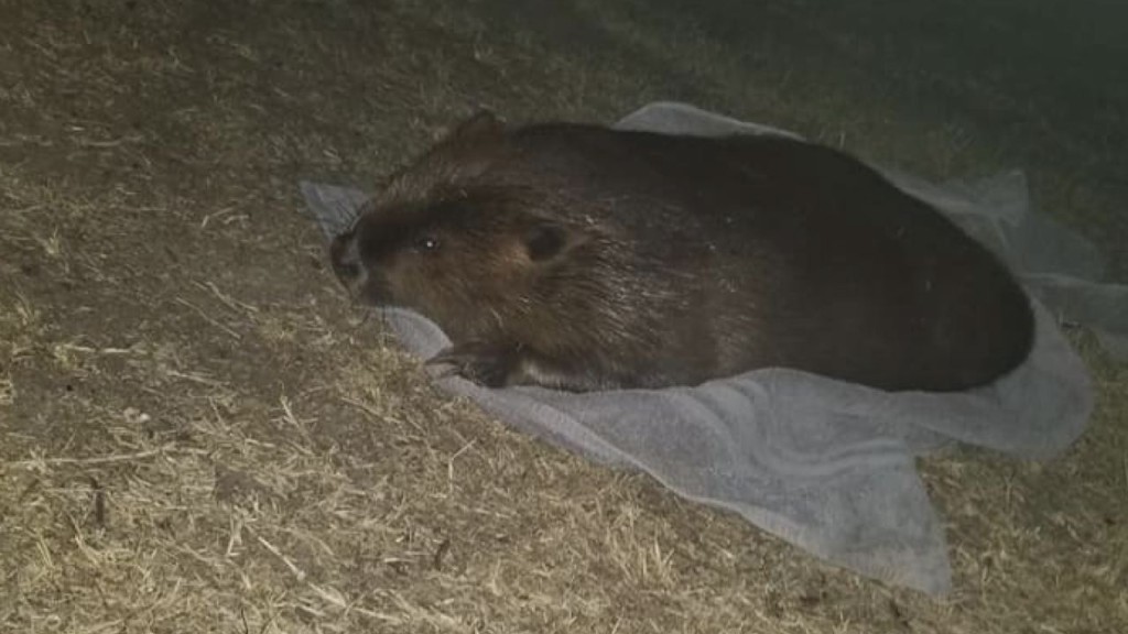 Police arrest man for sexually assaulting beaver