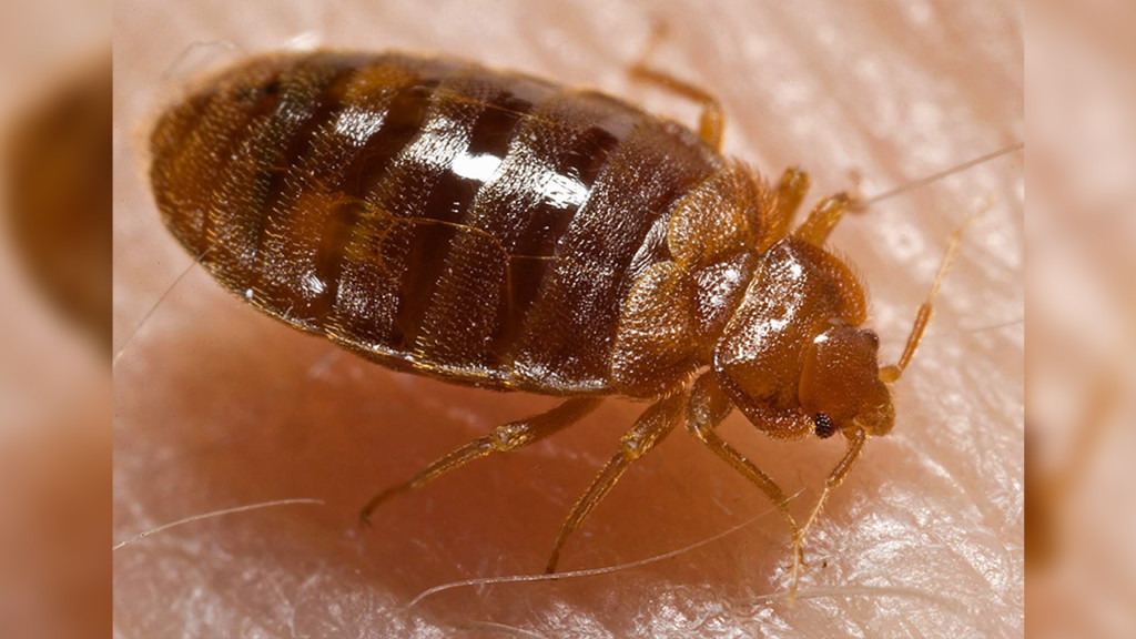 Battling bedbugs: Local nonprofit helps people in need find clean furniture