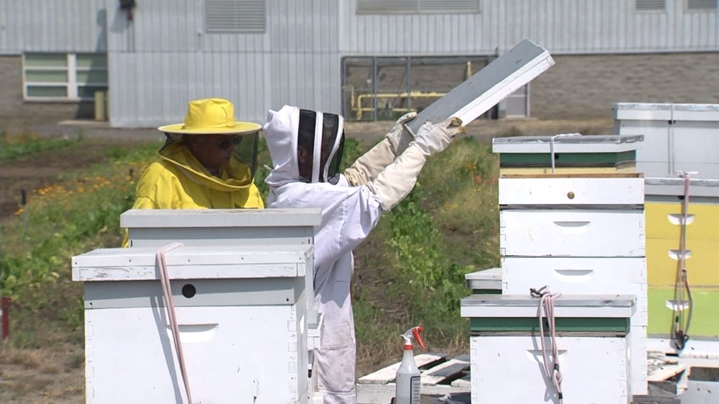 Inside the beekeeping program at Airway Heights Correction Center