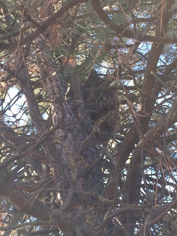 Black bear climbs up tree in North Spokane neighborhood