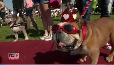 Bulldog puppies and seniors compete in annual beauty contest