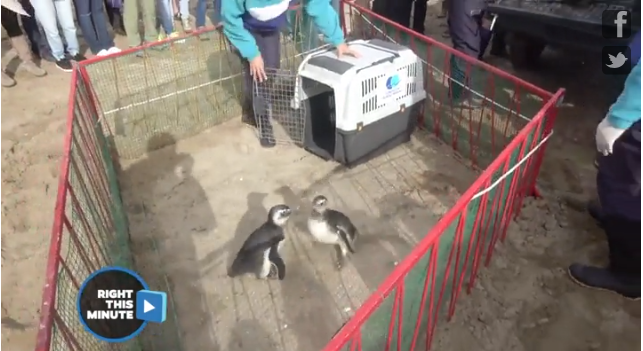 Penguins can’t wait to return to the ocean