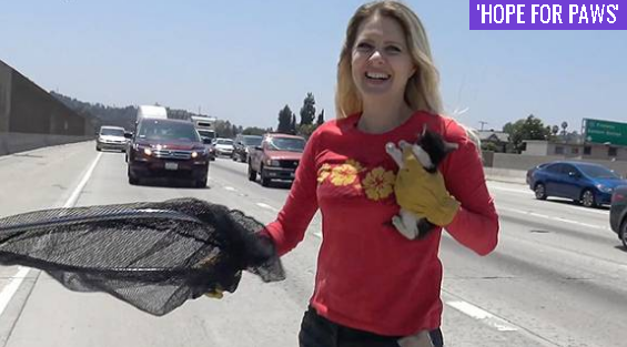 Scared kitten rescued from LA Freeway