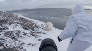 Brave photographer stands up to Polar bear