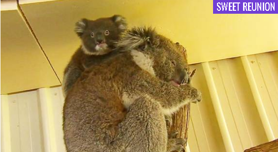 Community cares for baby koala