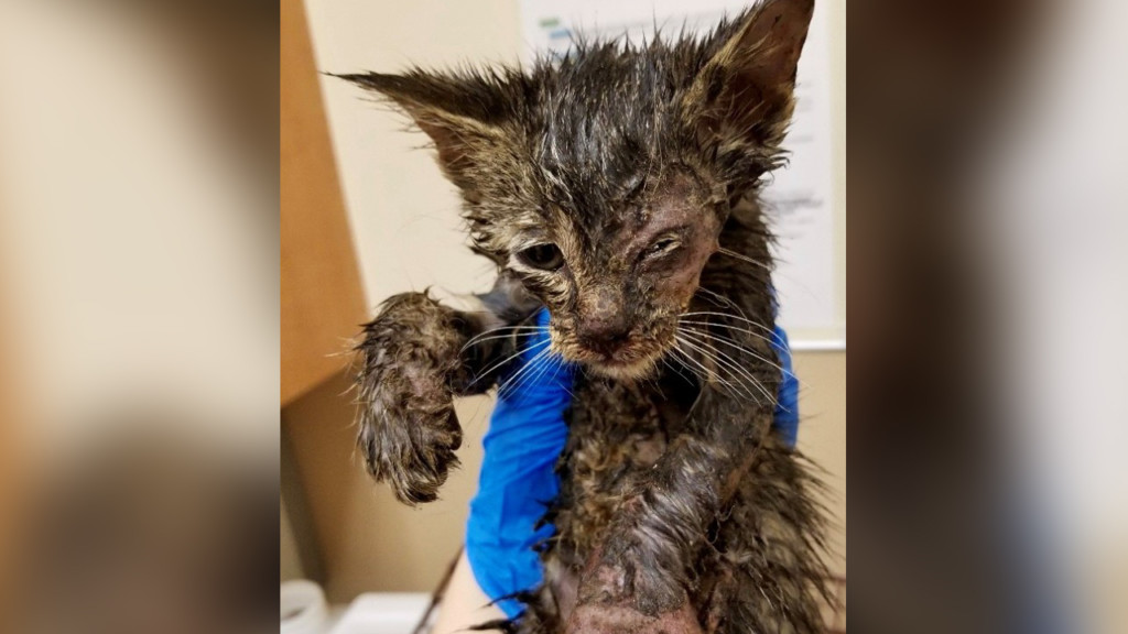 SCRAPS rescues cat found with severe burns