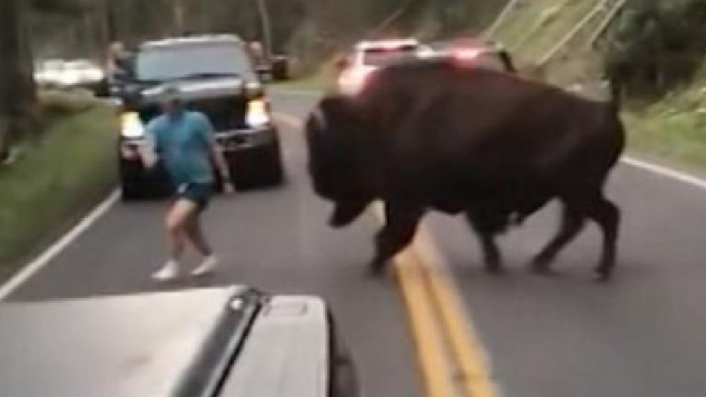 Trial set for man charged with harassing Yellowstone bison