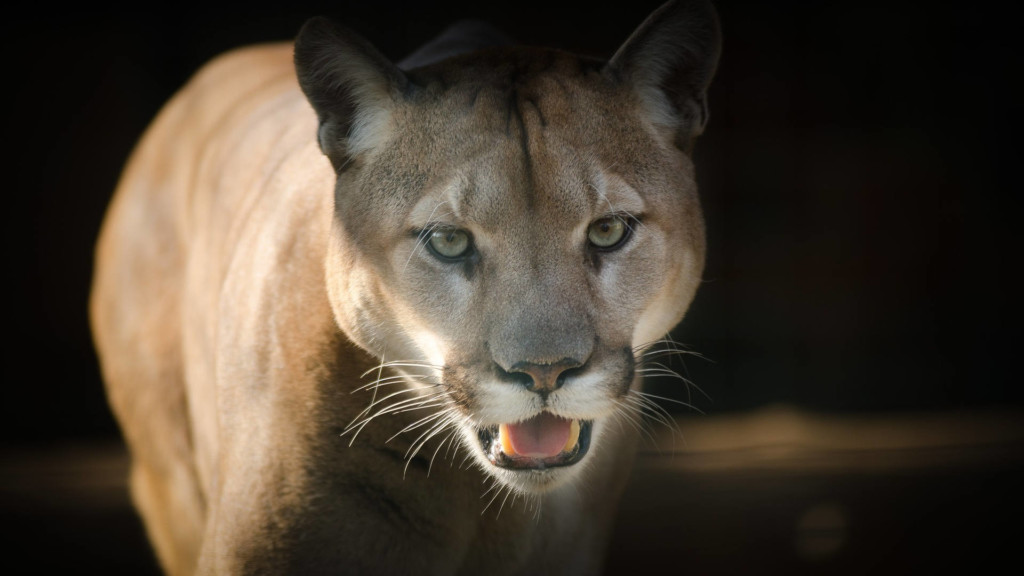 Deputies: Cougar near Ephrata likely wandered back into wilderness