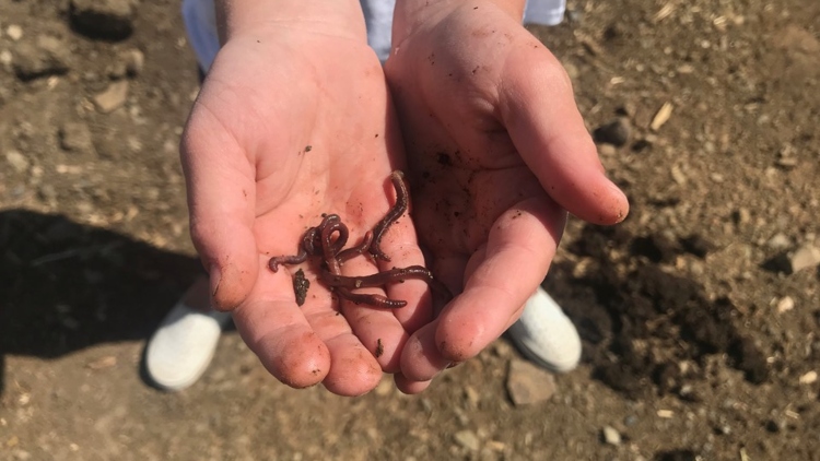 Earthworms ‘worm’ their way into sustainable dairy farming in Washington state