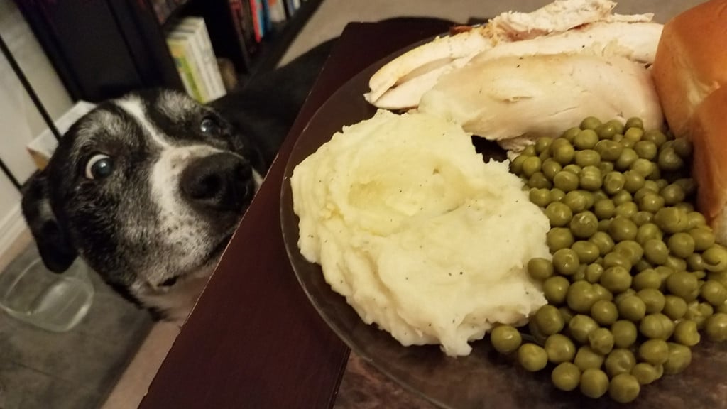 How to avoid getting your pets sick on Thanksgiving