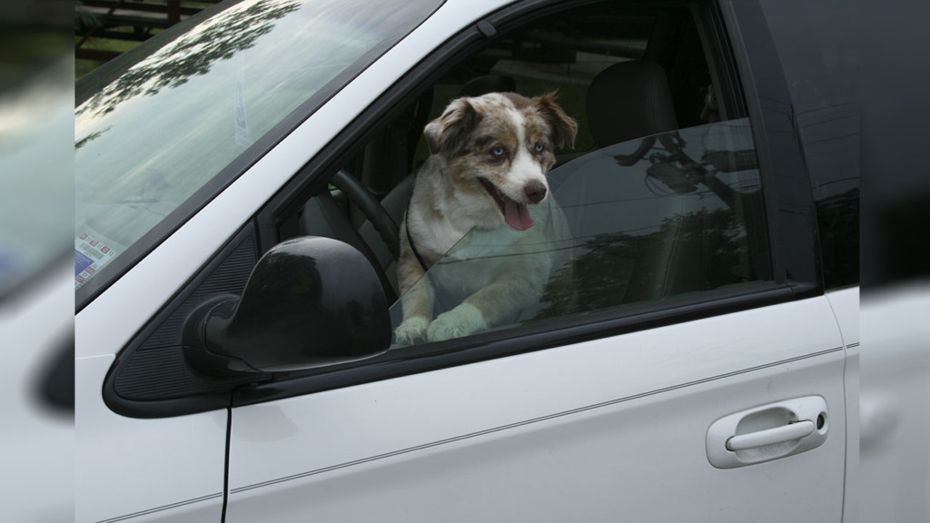 Idaho lawmaker sponsors bill to save cats, dogs in cars