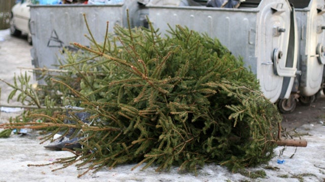 Last week to have your Christmas tree taken for free