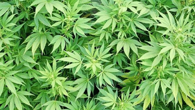 Lawmakers to consider allowing medical marijuana at schools