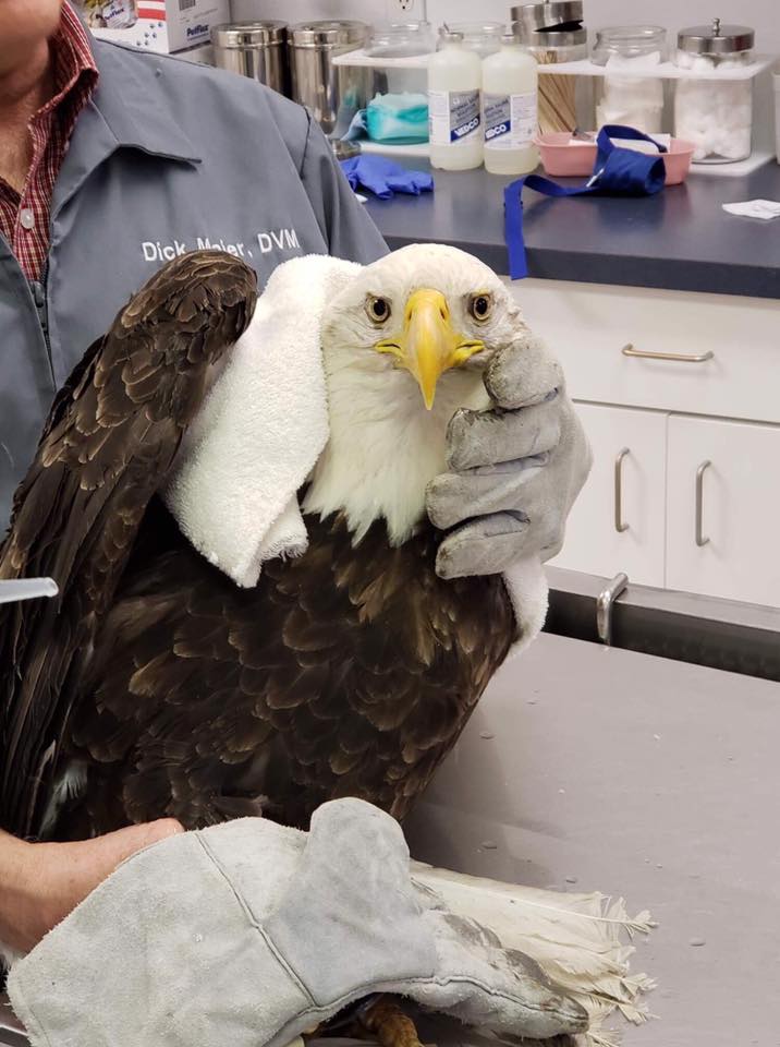 Eagle shot in Moses Lake fighting for his life