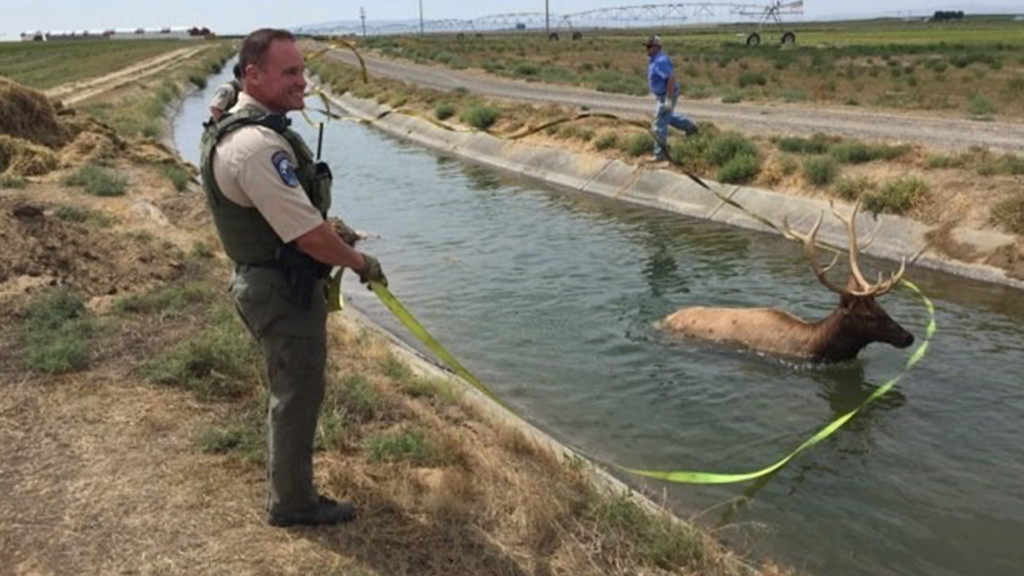 WDFW Officers fish an elk out of a canal in north Franklin County