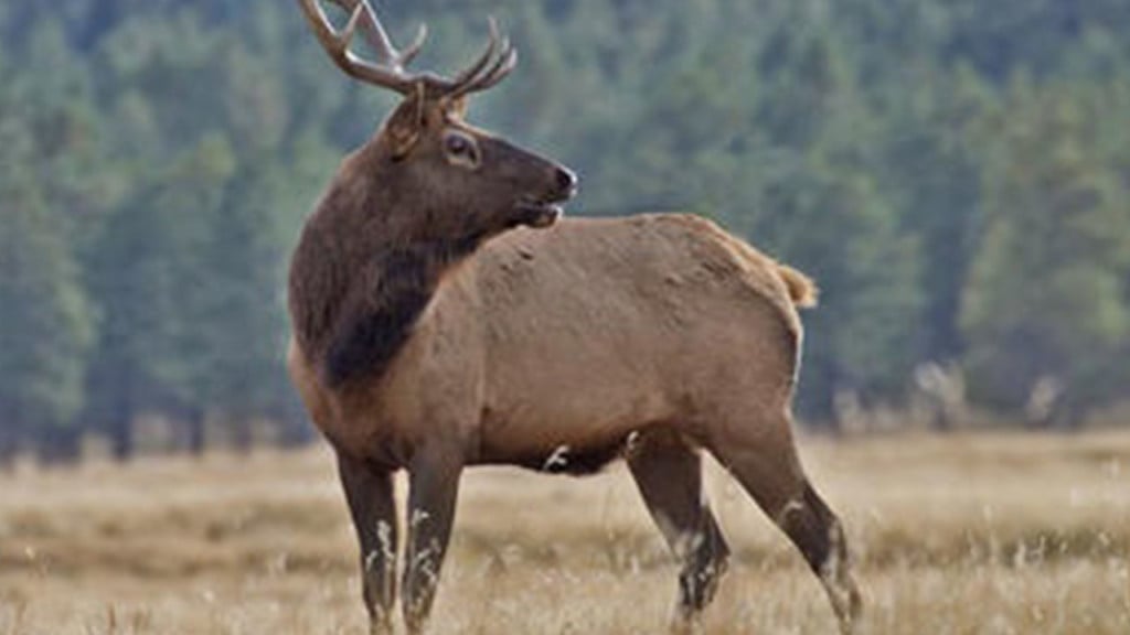 an Elk