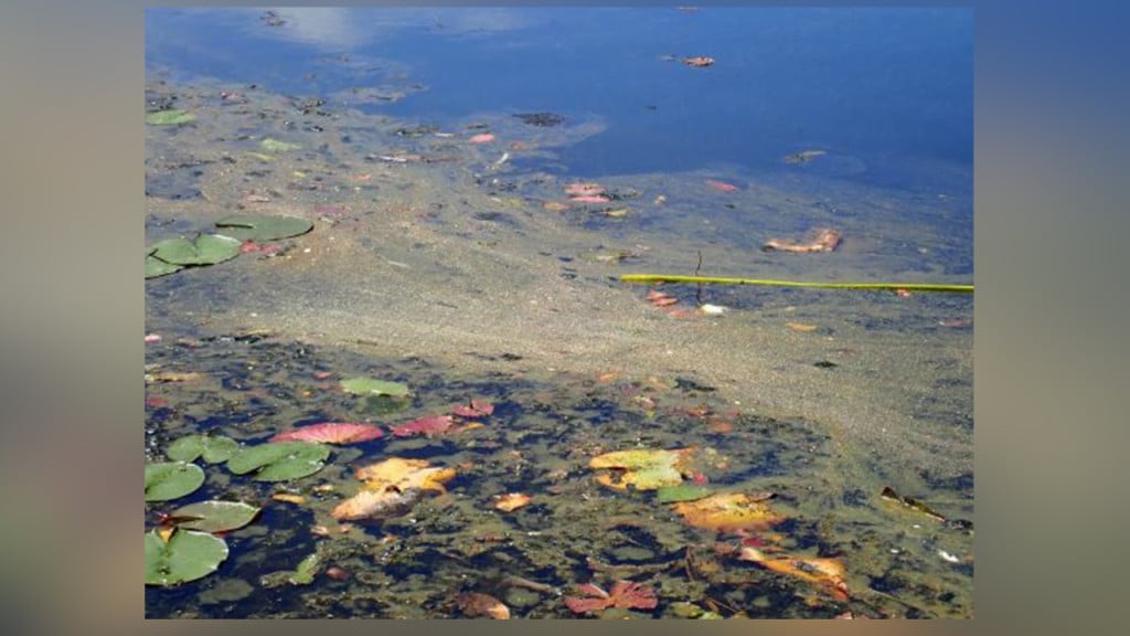 Health advisory issued after harmful algae found in Fernan Lake