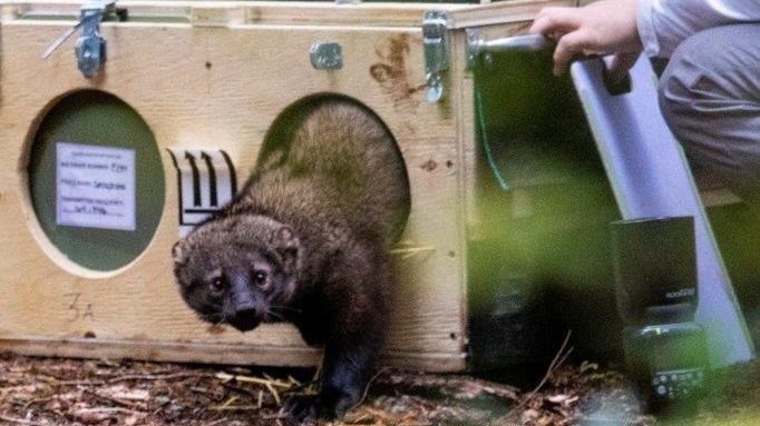 WDFW releases eight fishers as part of effort to reintroduce species to North Cascades