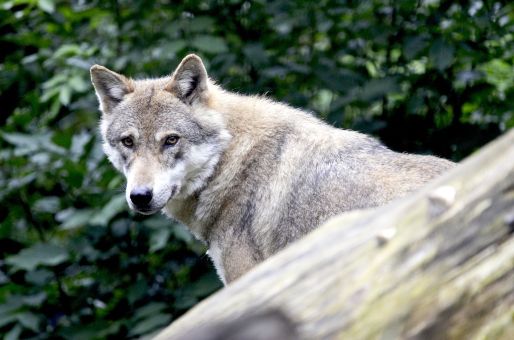 Judge blocks Ferry County wolf hunt