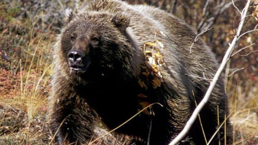 Wyoming approves 1st grizzly hunt since 1970s