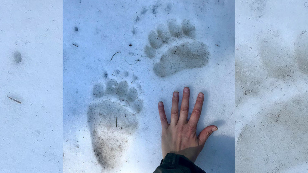 Collared grizzly bear print spotted in Coeur d’Alene National Forest